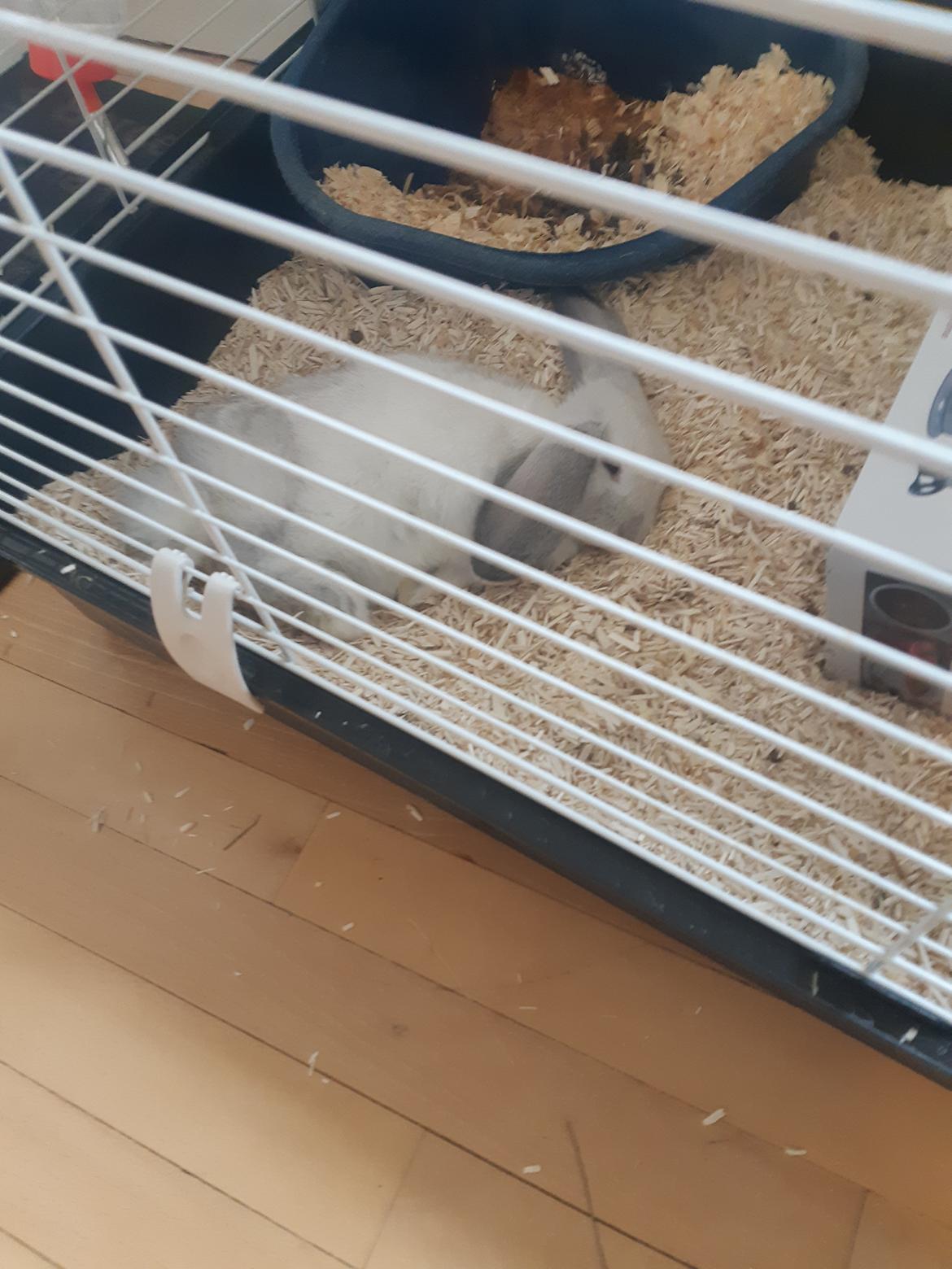 Kanin Ninus billede 1