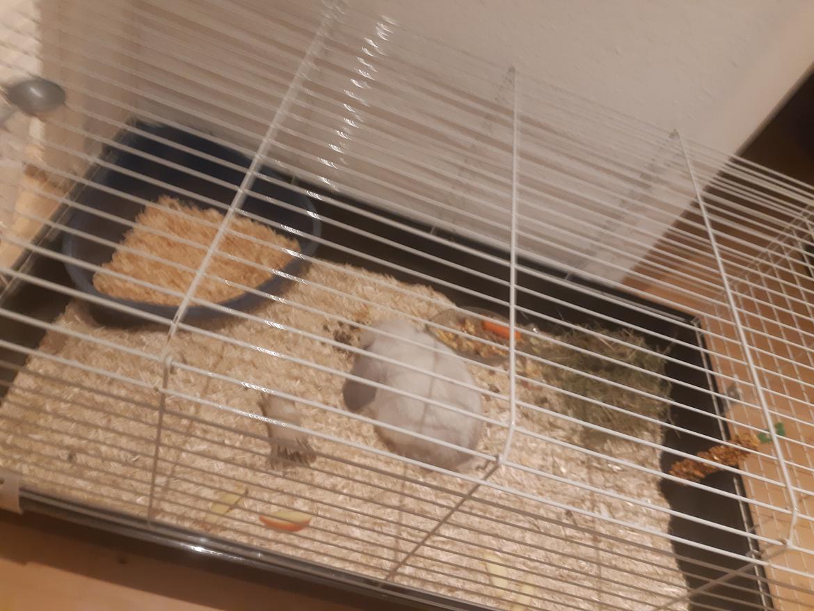 Kanin Ninus billede 4