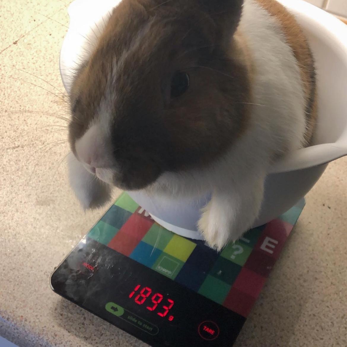 Kanin Luna billede 9