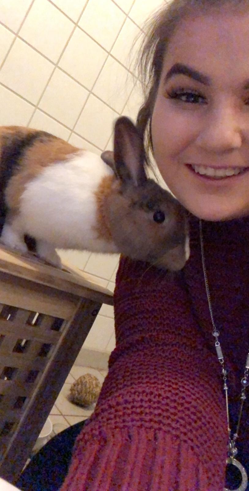 Kanin Luna billede 10