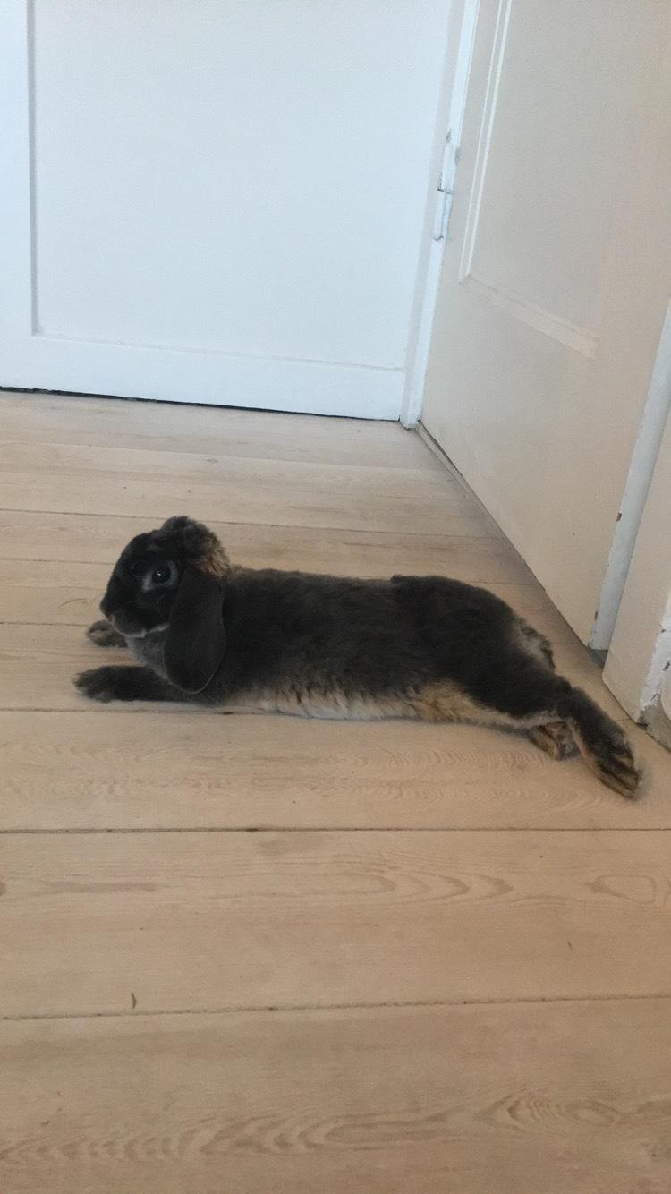 Kanin Gaia billede 8