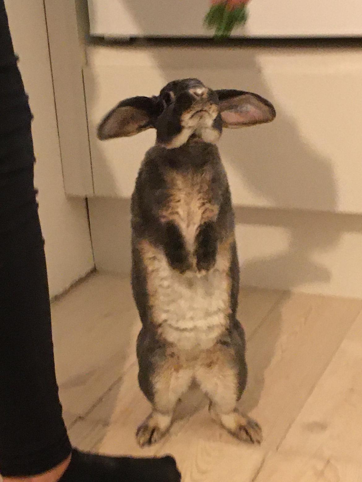 Kanin Gaia billede 9