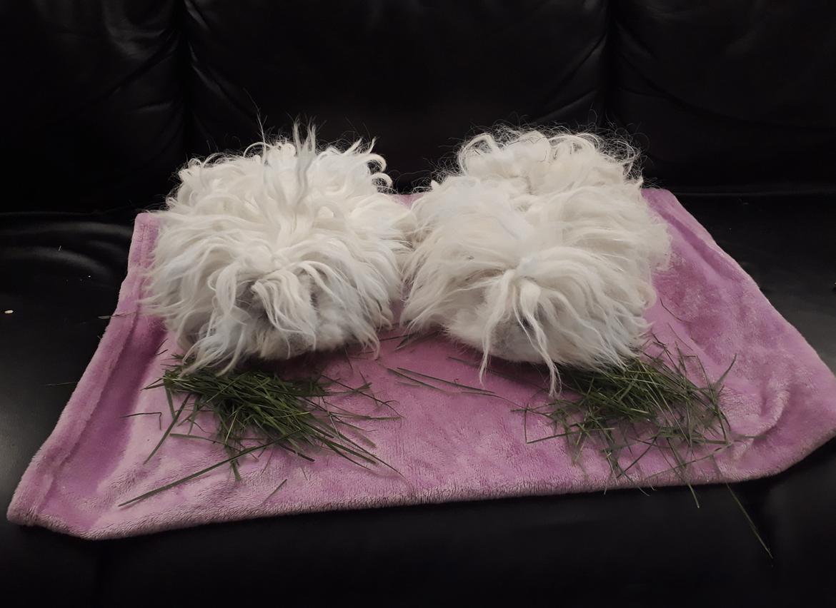 Marsvin Lillhagas Zanja billede 7