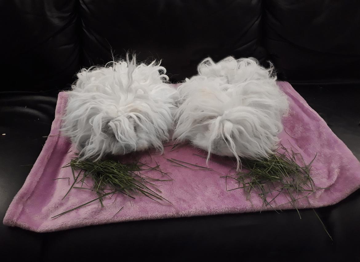 Marsvin Lillhagas Zanja billede 6