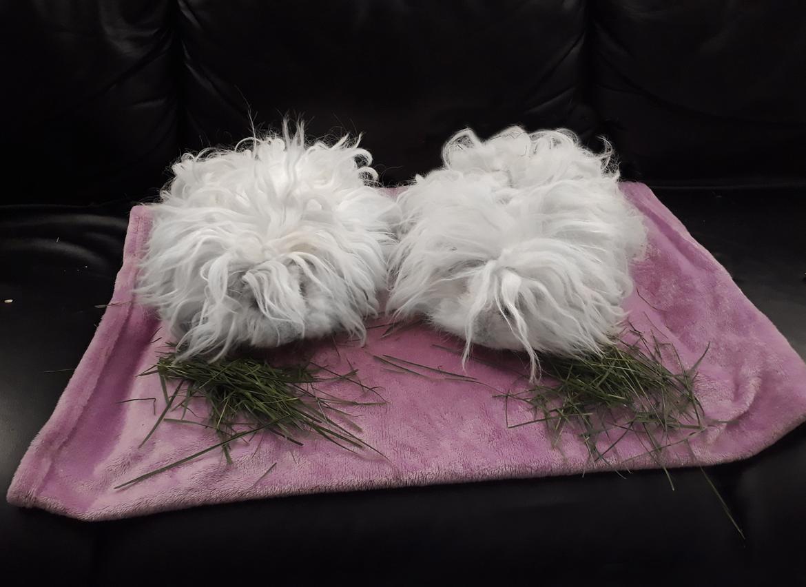 Marsvin Lillhagas Zanja billede 4