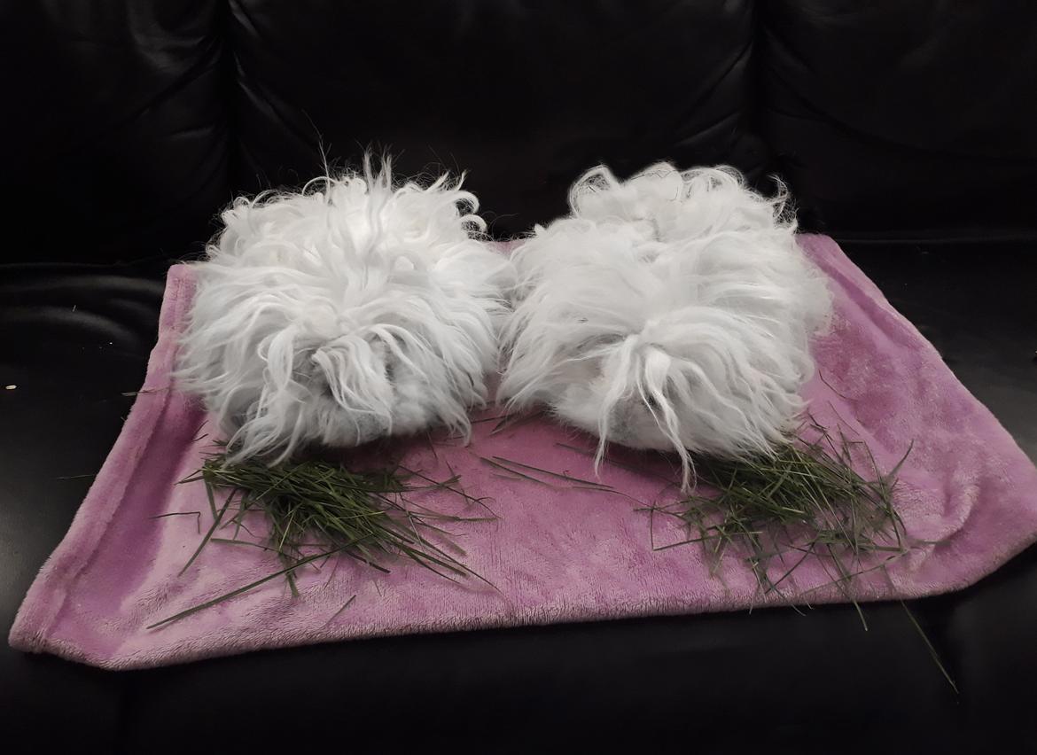 Marsvin Lillhagas Zanja billede 3