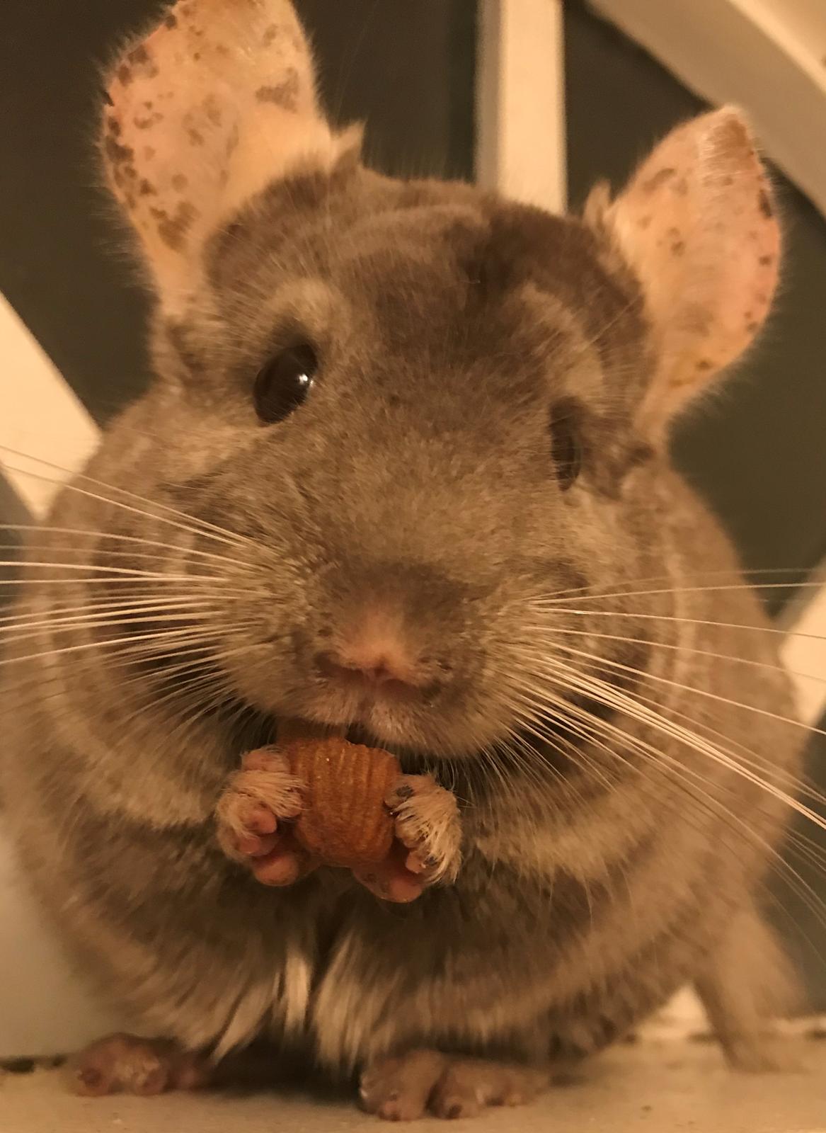 Chinchilla Furrytails Tanner billede 4
