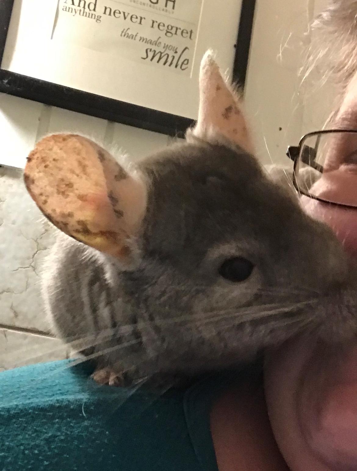 Chinchilla Furrytails Tanner billede 3