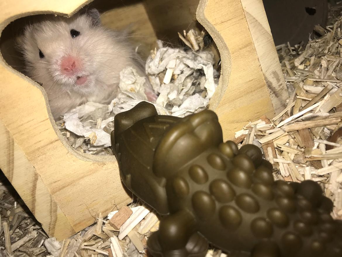 Hamster Loui (Lille Noah) billede 2