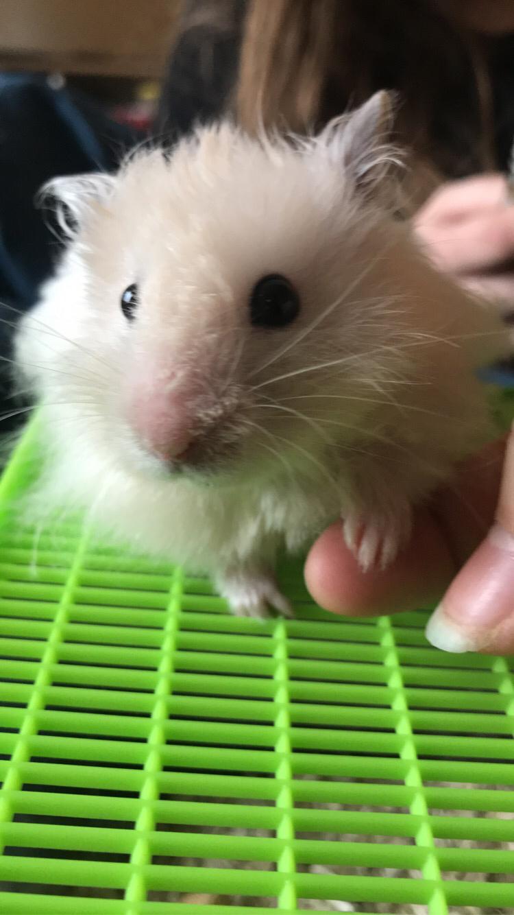 Hamster Loui (Lille Noah) billede 9