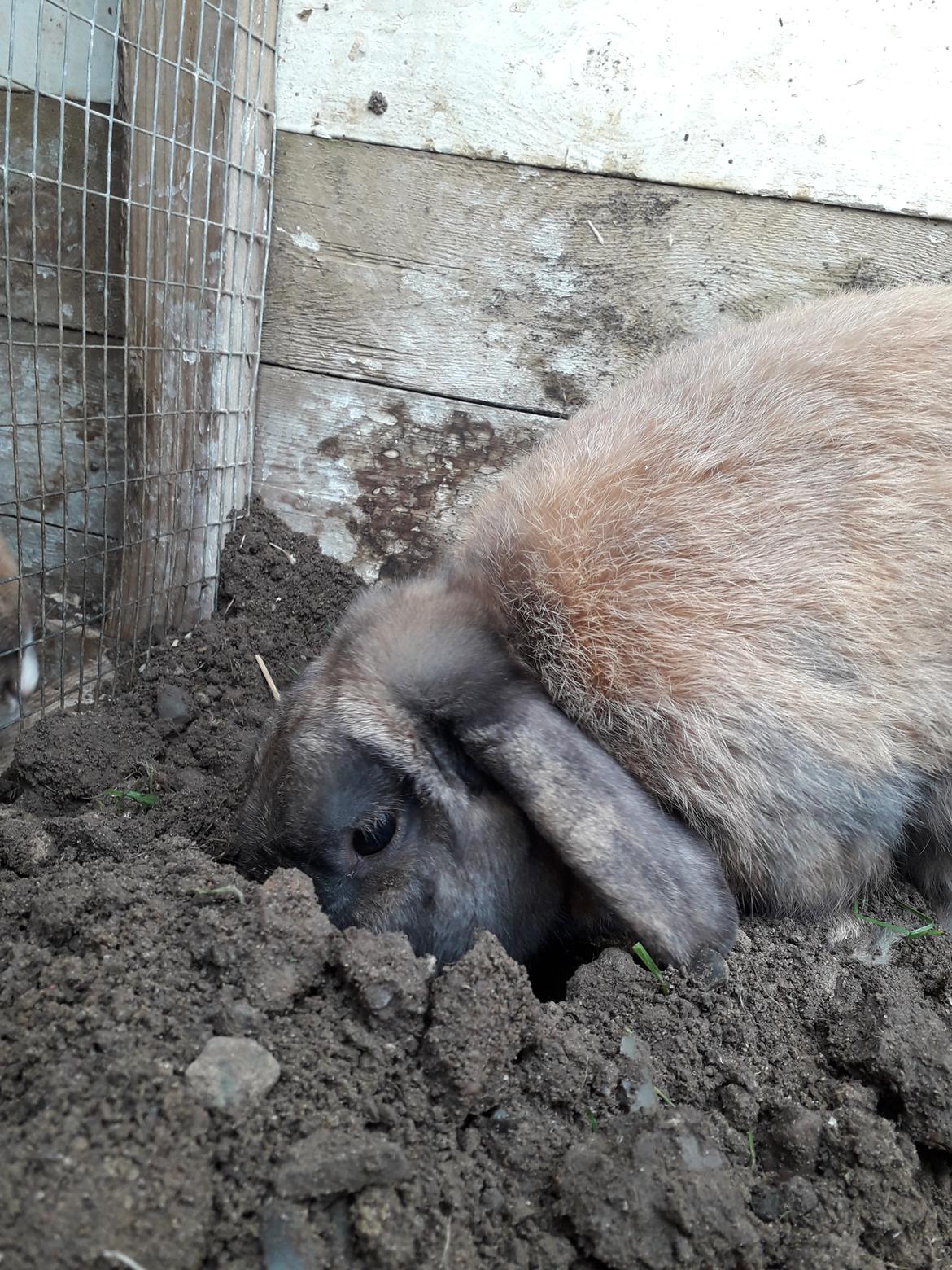 Kanin Buller billede 23