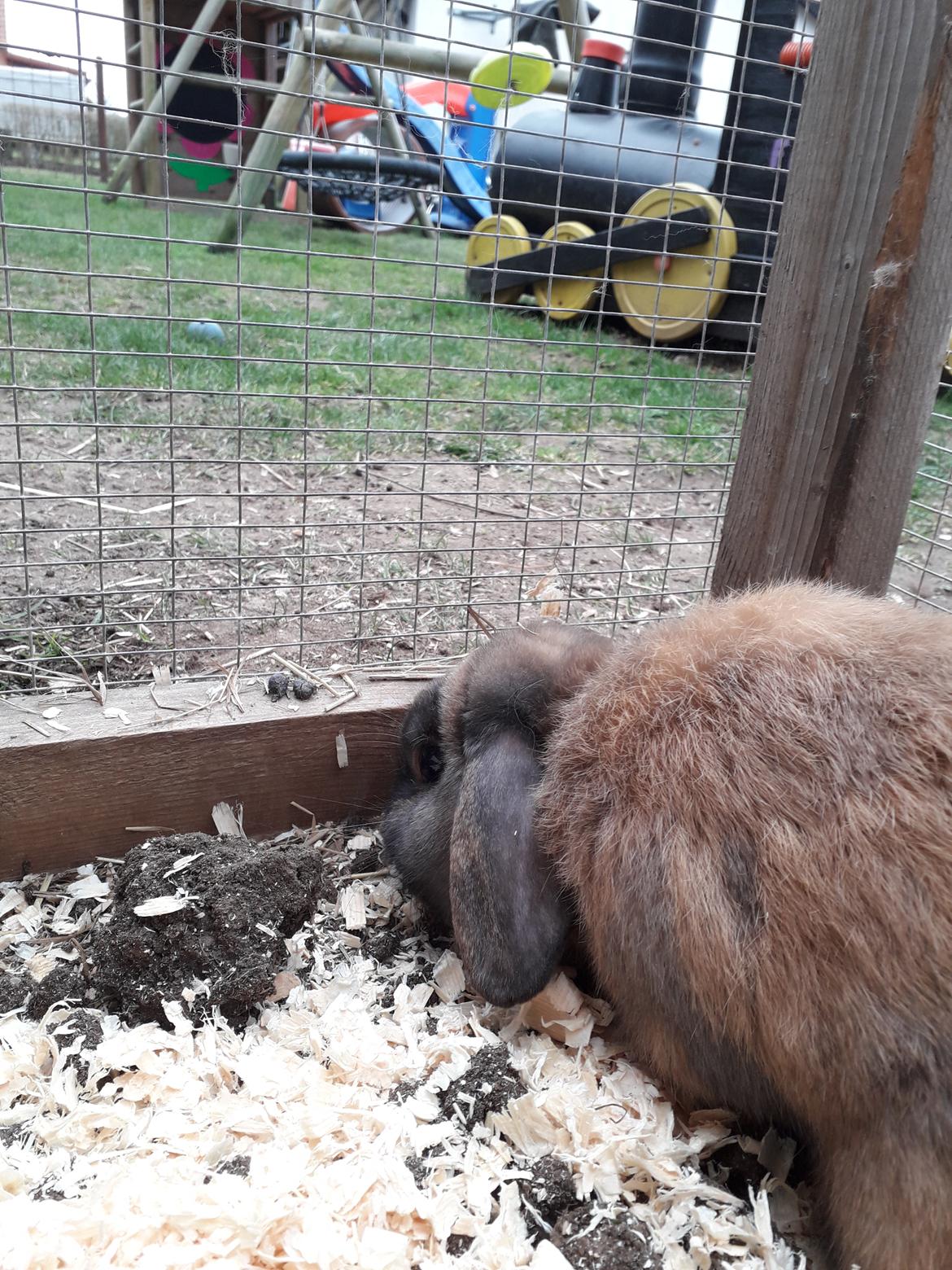 Kanin Buller - Der dufter godt:) billede 19