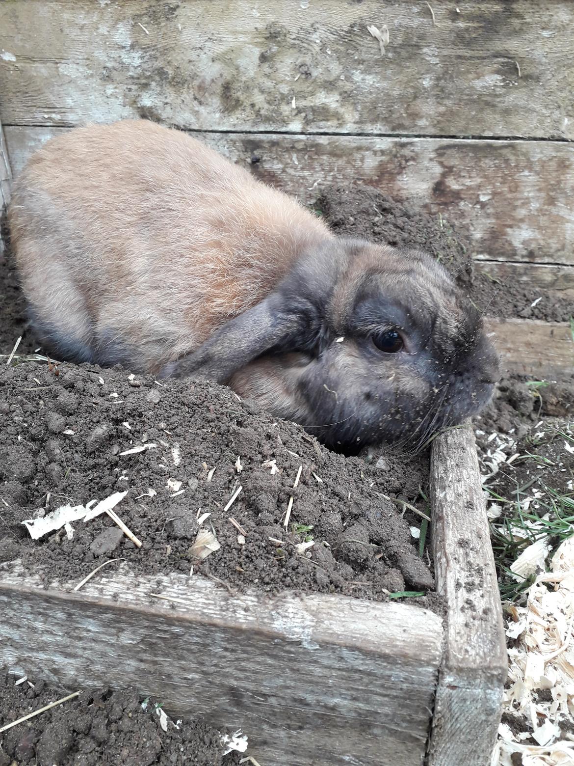 Kanin Buller billede 20