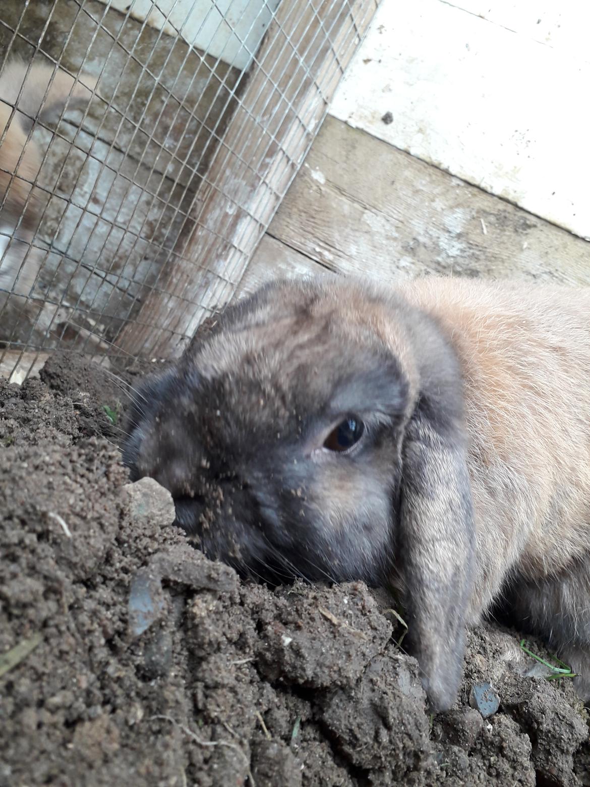 Kanin Buller billede 21