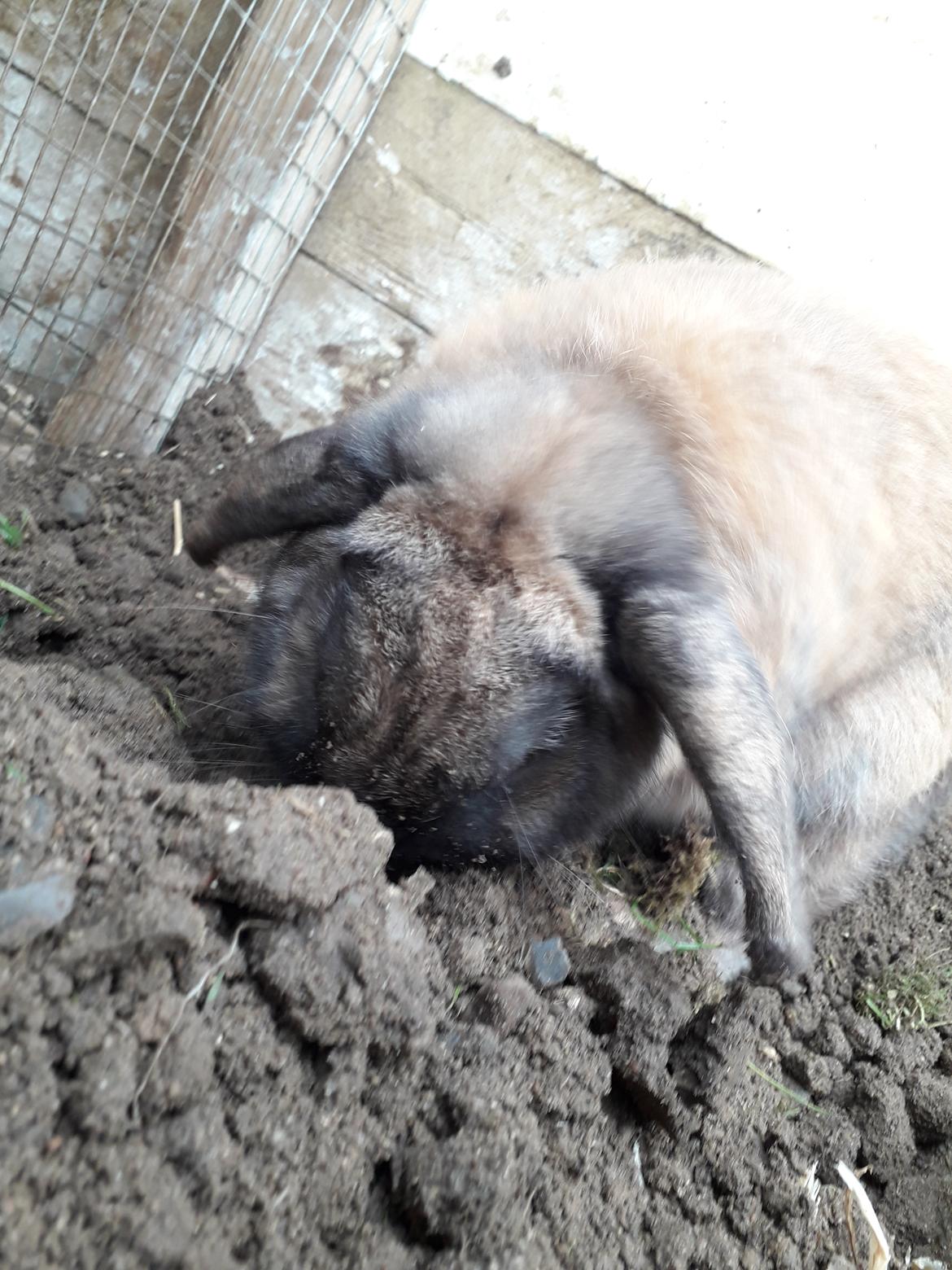 Kanin Buller - Elsker at grave!🥰 billede 22