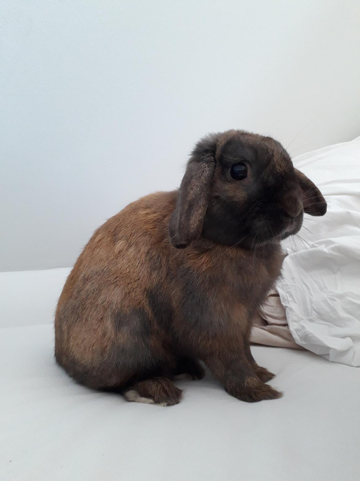 Kanin Buller - Med inde og lave lektier<3 billede 24