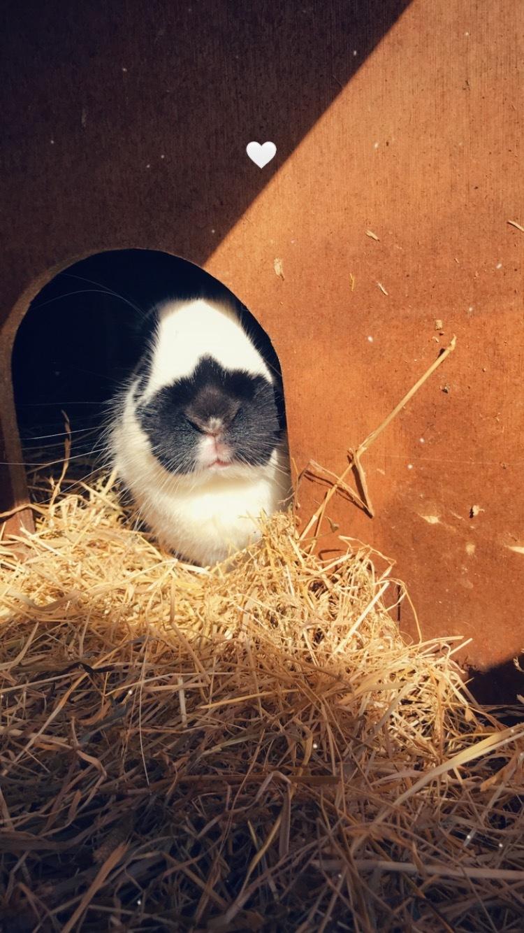 Kanin Vega billede 1