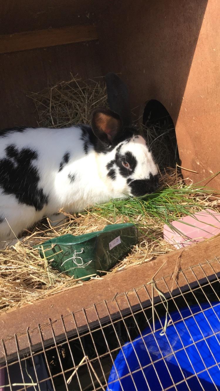 Kanin Vega billede 4