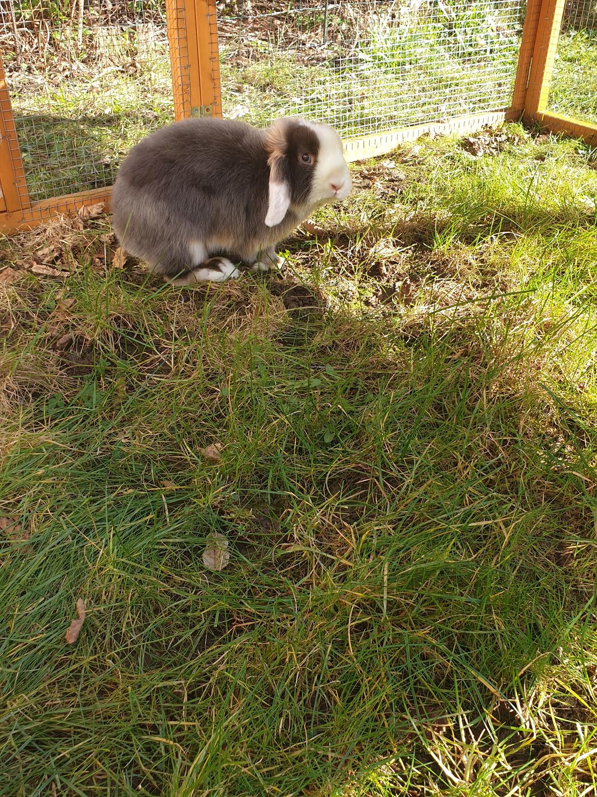 Kanin Aloha kanin's Annabell billede 4