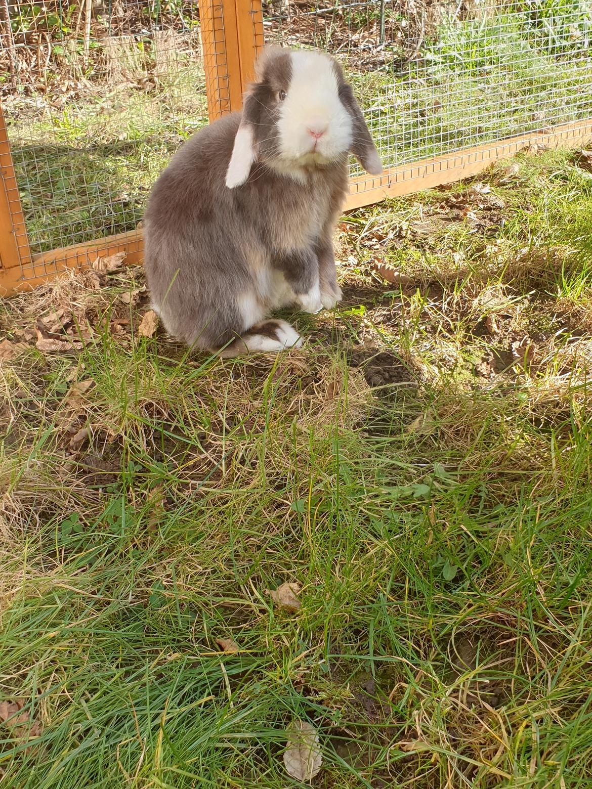 Kanin Aloha kanin's Annabell billede 2