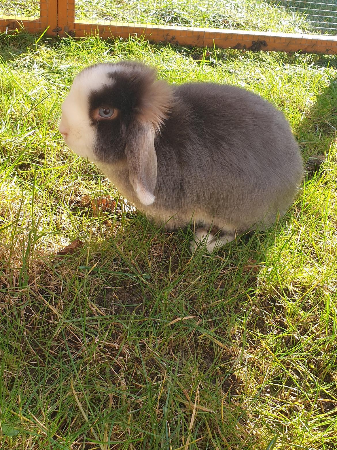 Kanin Aloha kanin's Annabell billede 3