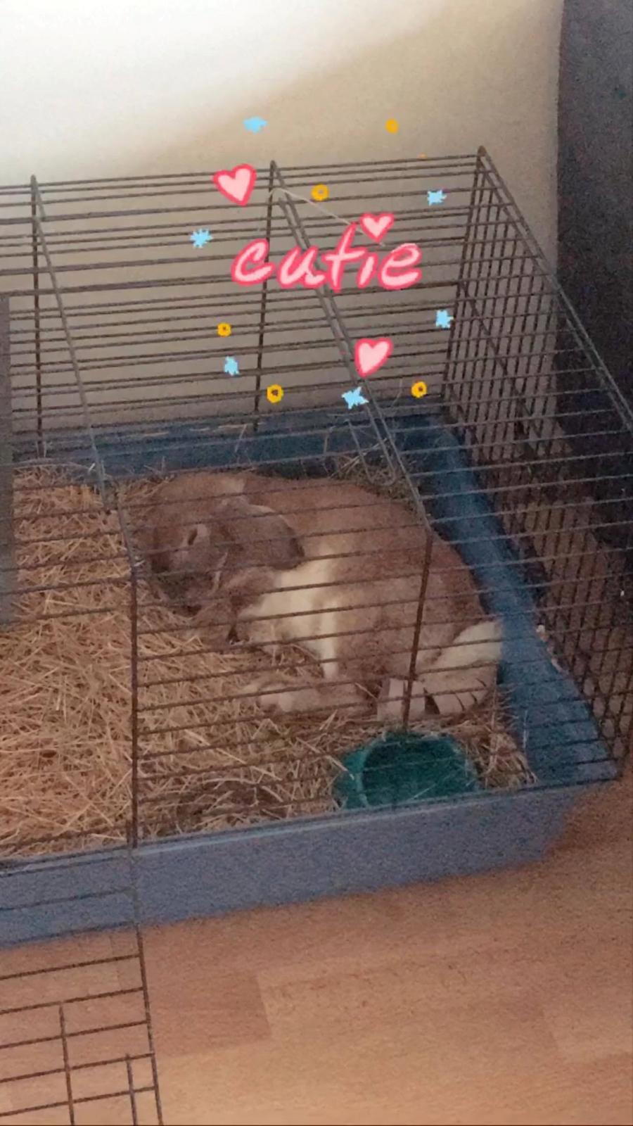 Kanin Robin Rubin billede 4
