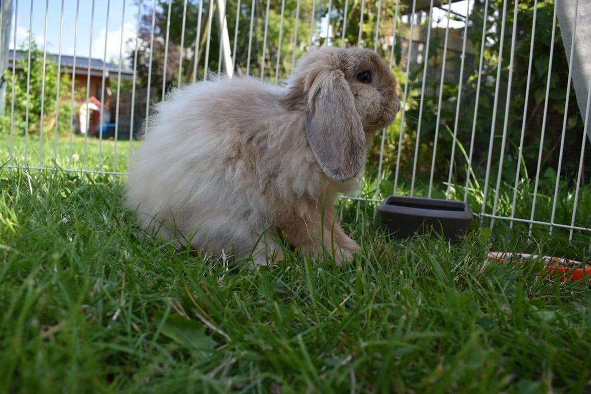 Kanin Cashmere billede 4