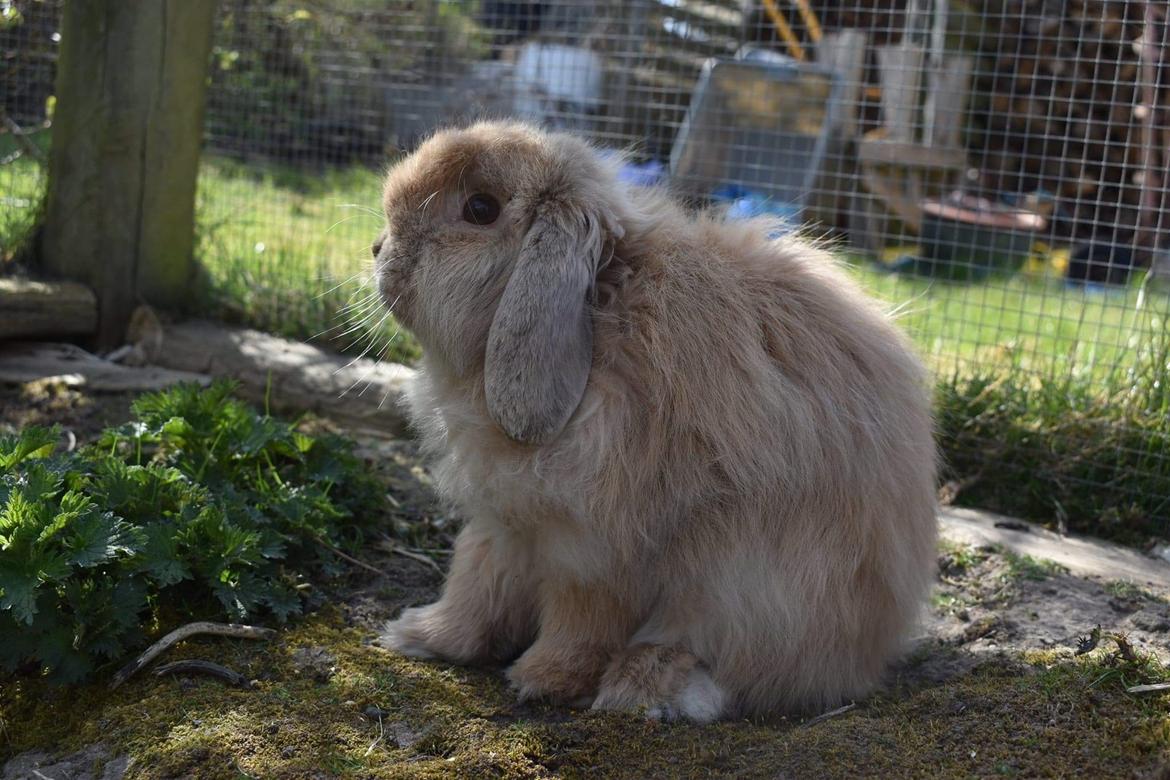 Kanin Cashmere billede 2