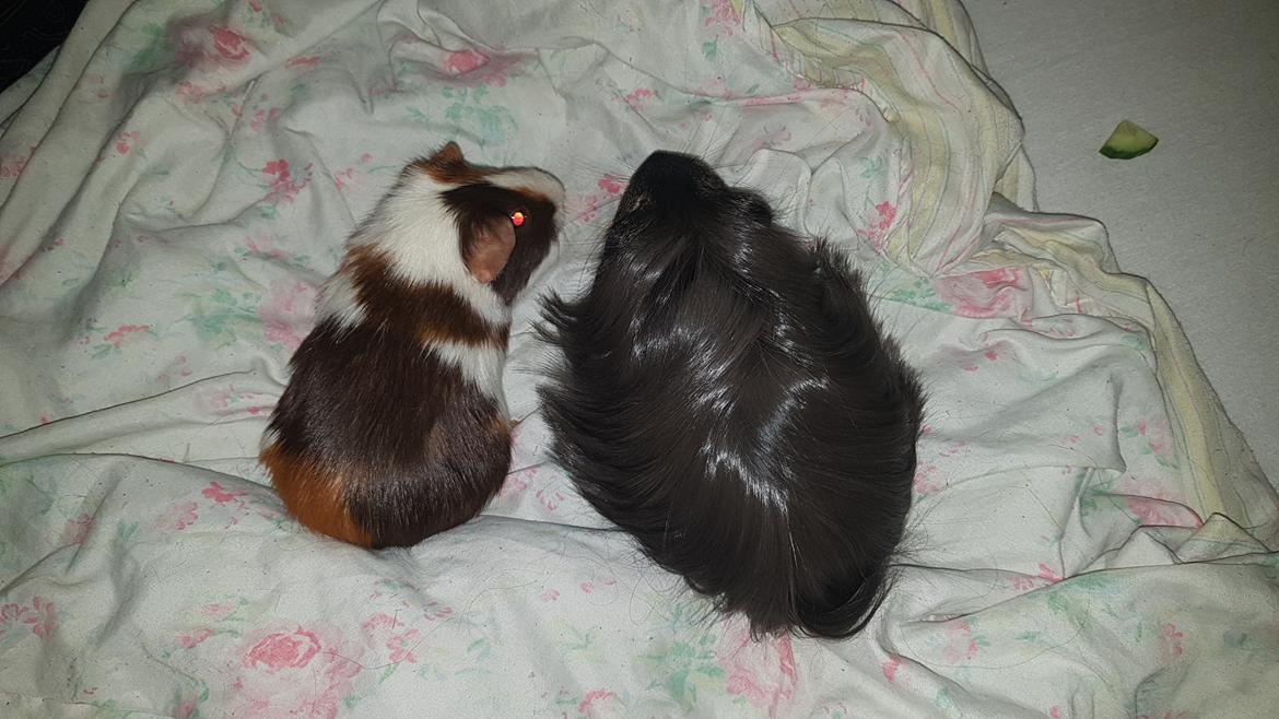 Marsvin Lily billede 3