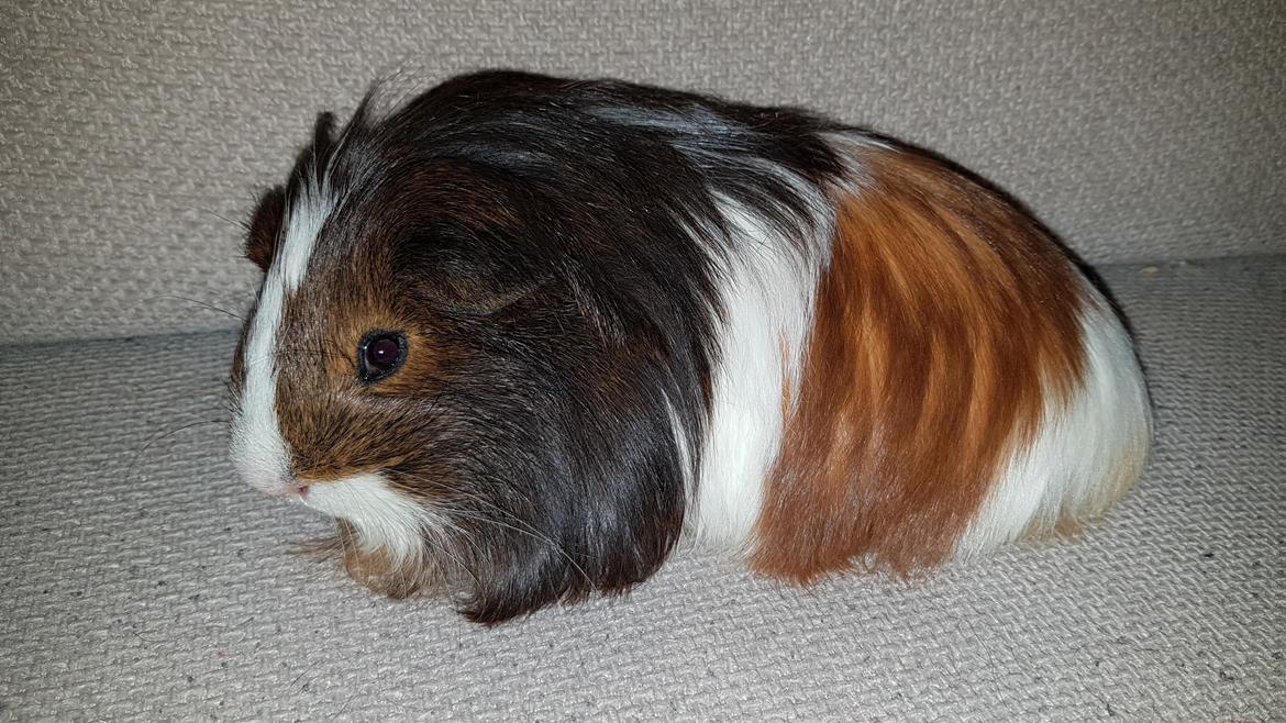 Marsvin Hades billede 1