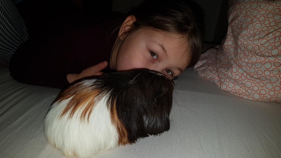 Marsvin Hades billede 5