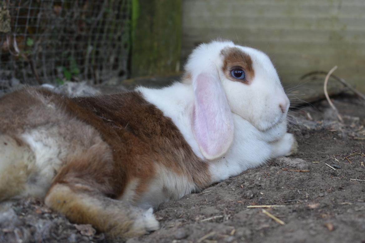 Kanin Smilla billede 9