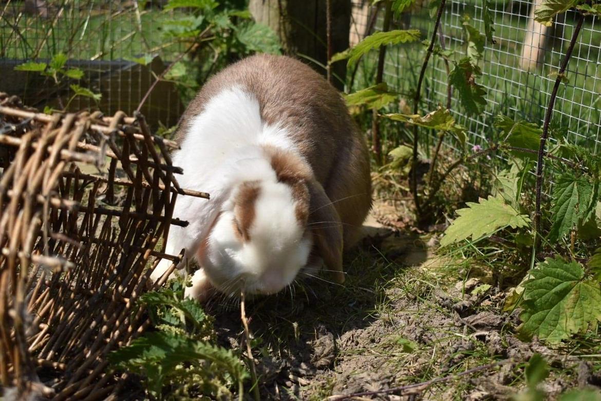 Kanin Smilla billede 8