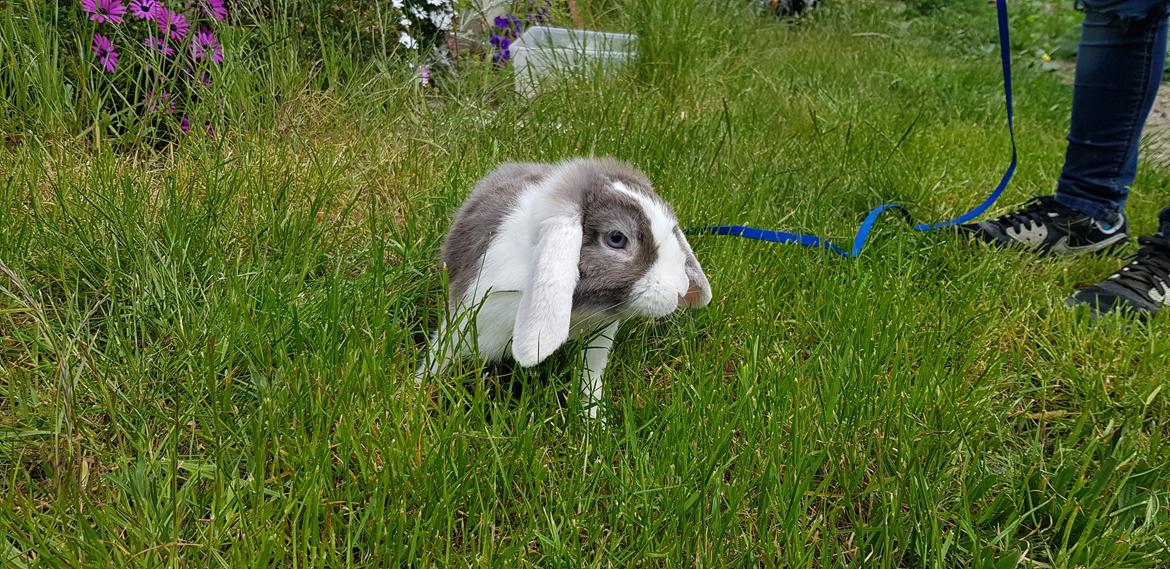 Kanin Cheers for Ears' Texas billede 1
