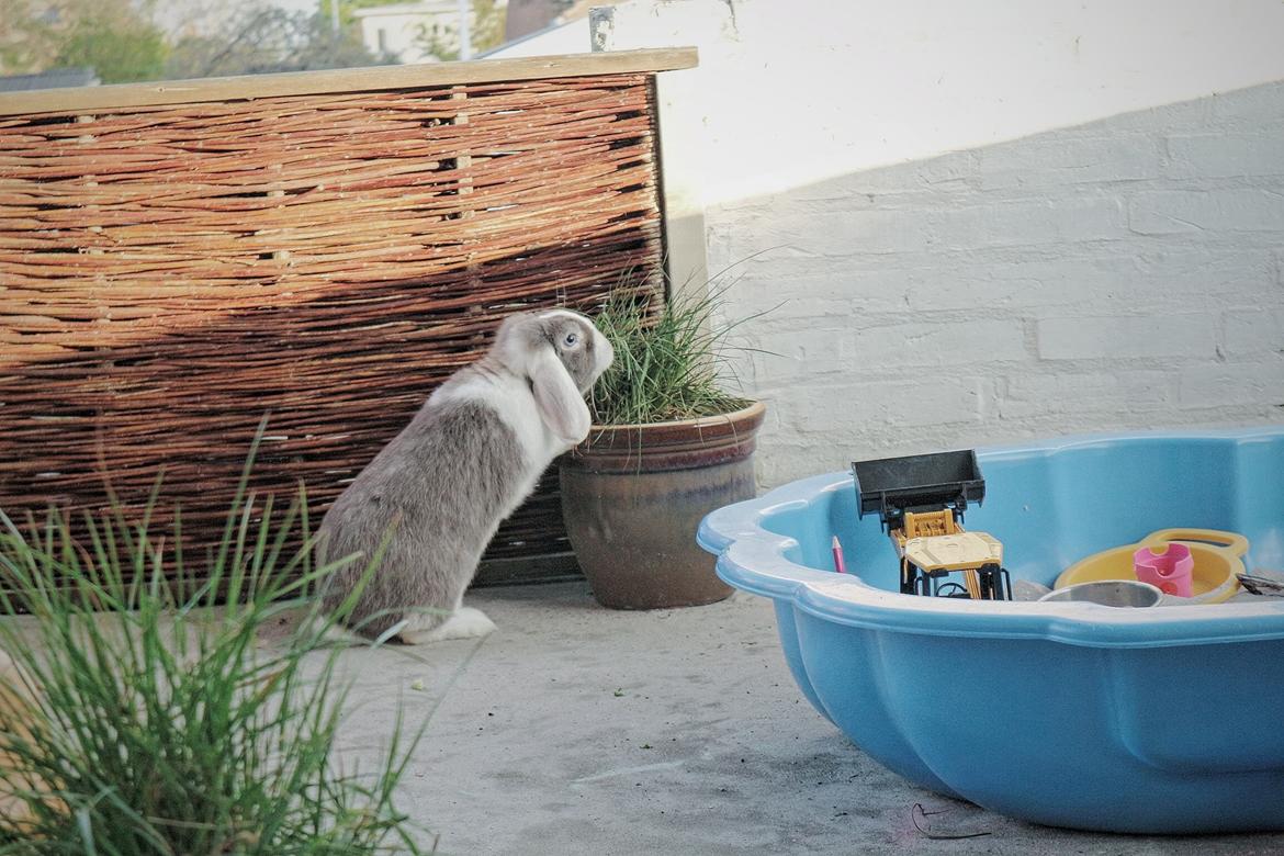 Kanin Cheers for Ears' Texas billede 2