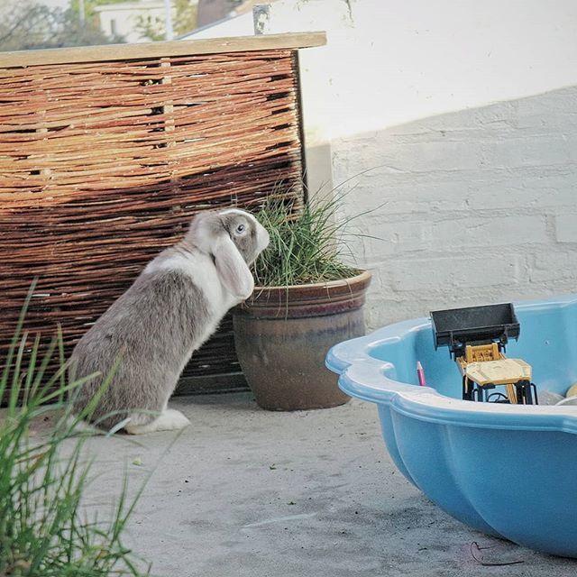 Kanin Cheers for Ears' Texas billede 4