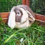 Kanin Cheers for Ears' Texas billede 5