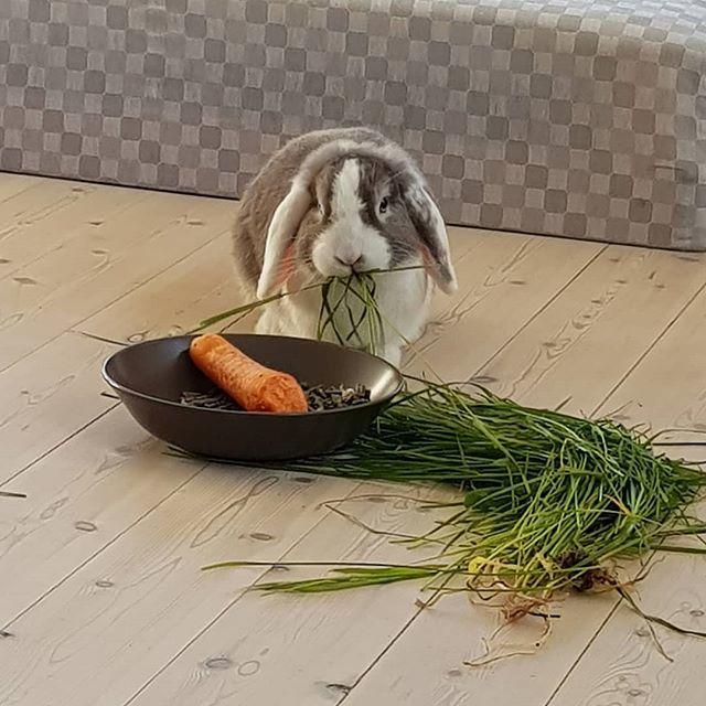 Kanin Cheers for Ears' Texas billede 6