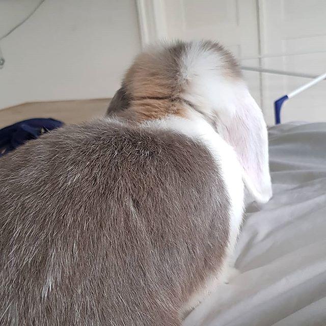 Kanin Cheers for Ears' Texas billede 7