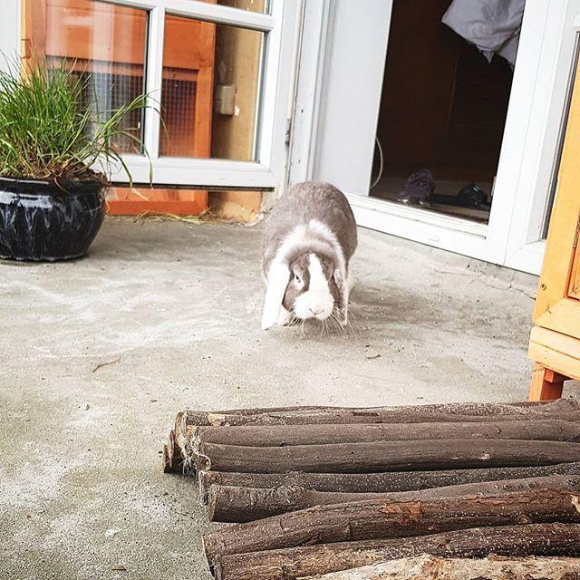 Kanin Cheers for Ears' Texas billede 8