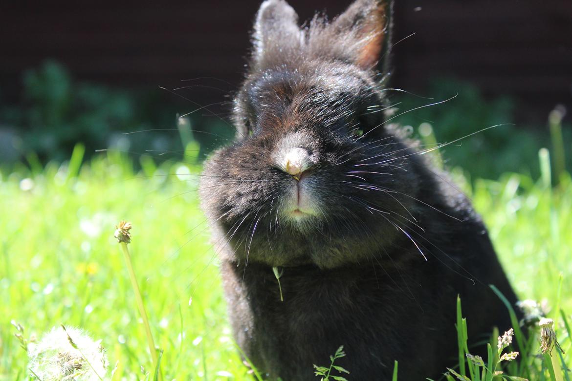 Kanin | Blacky  - Maj 2020. billede 1