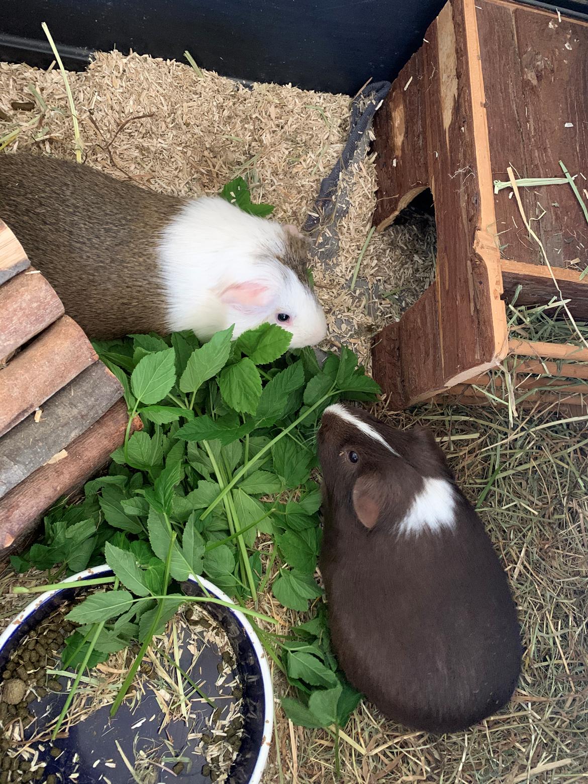 Marsvin Preben billede 3