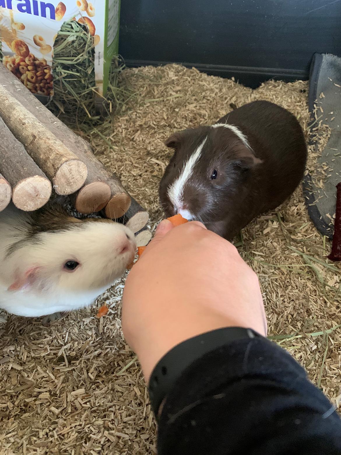 Marsvin Preben billede 4