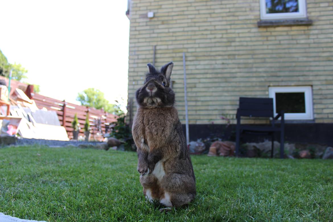 Kanin | Potedask's Alvin billede 15