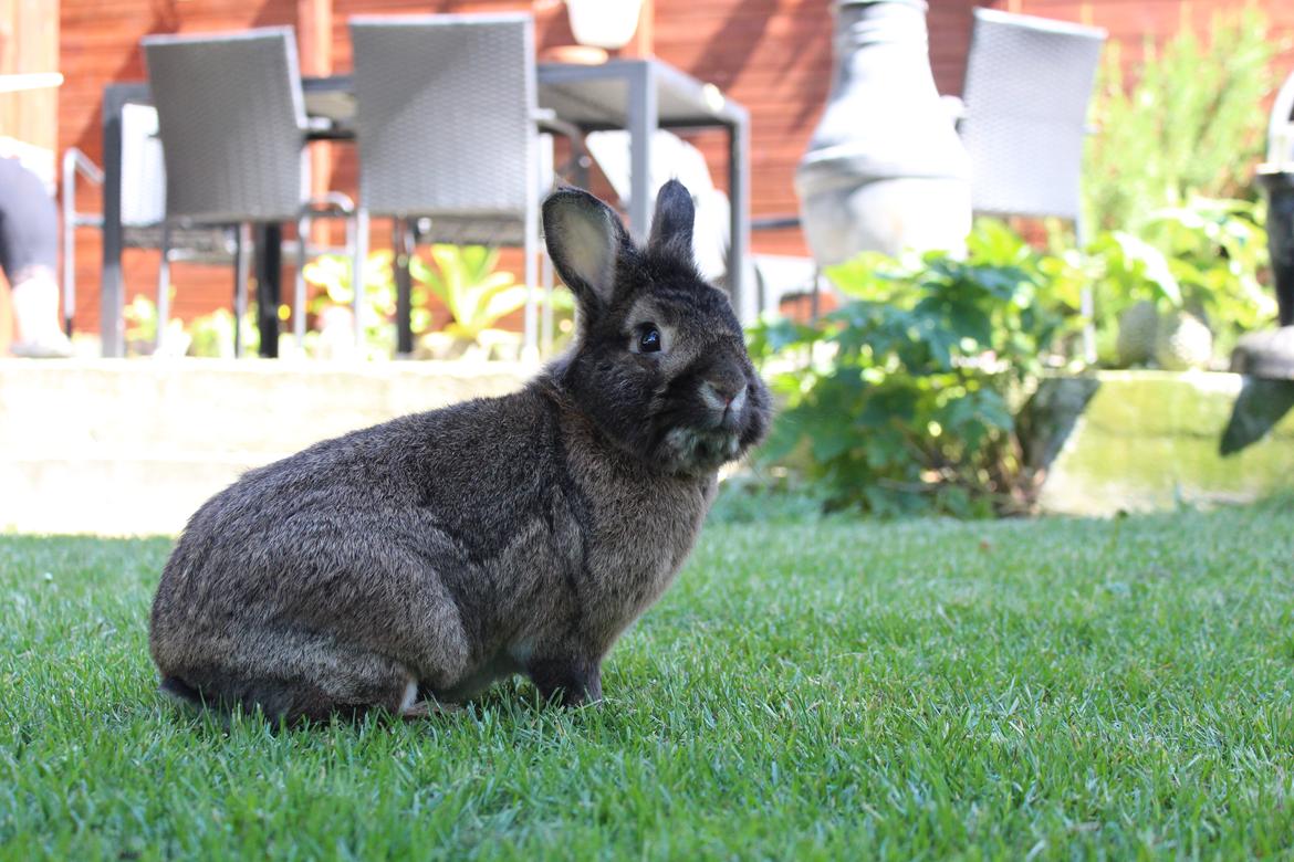 Kanin | Potedask's Alvin billede 16