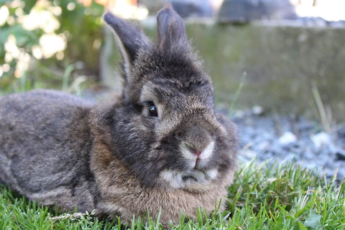 Kanin | Potedask's Alvin billede 18