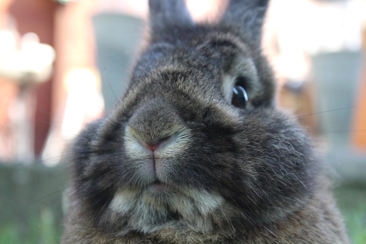 Kanin | Potedask's Alvin billede 17