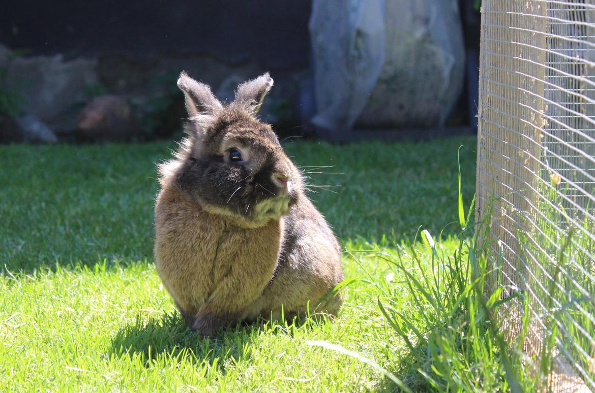 Kanin | Potedask's Alvin billede 1