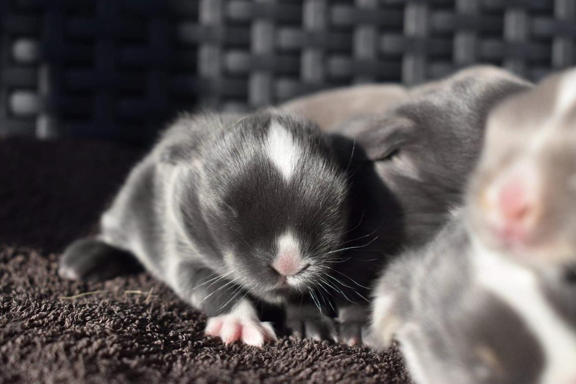 Kanin Torok  billede 12