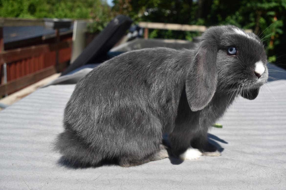 Kanin Torok  billede 4